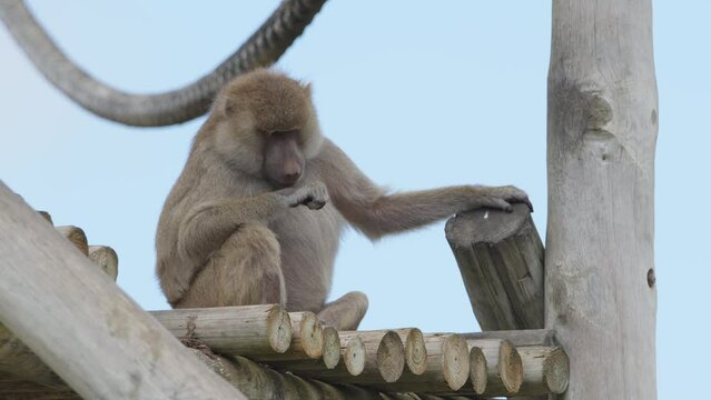 Baboon anubis outdoors in the animal park. Portugal, Badoca Safari park, 15.05.2023.