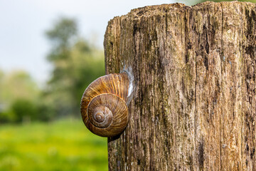 Land snail attached to the bark of an old tree stump with a blurred green nature background on a sunny day, gastropod mollusk with an irregularly textured brown spiral shell. Space for text © Emile