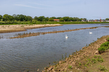 Maas river with two white swans swimming in shallow water, view from Dutch nature reserve Borgharen Maasvallei, trees and village in background, sunny day with blue sky, South Limburg, Netherlands