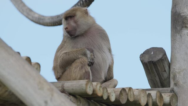 Baboon anubis outdoors in the animal park. Portugal, Badoca Safari park, 15.05.2023.