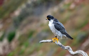 A stunning adult female peregrine falcon majestically perched up close over the cliffs of San...