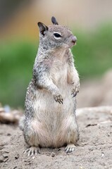 Vertical image up close of a beautiful ground squirrel over the hills by the Pacific ocean near Los Angeles