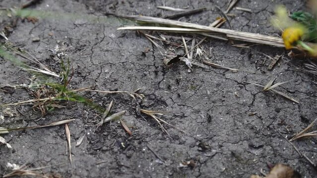 ants walking on the ground