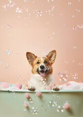 Cute Pembroke Welsh Corgi dog in a small bathtub with soap foam and bubbles, cute pastel colors.