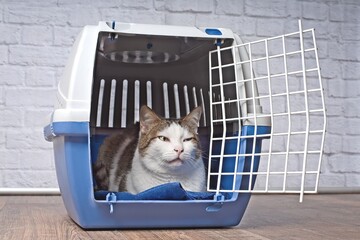 Oldf tabby cat sitting in a open pet carrier and looking  anxiously sideways.	