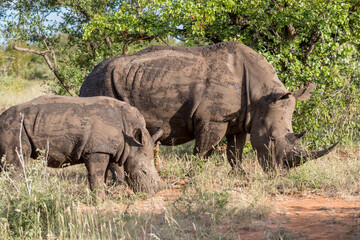 cub and female Rhino  in shrubland at Kruger park, South Africa