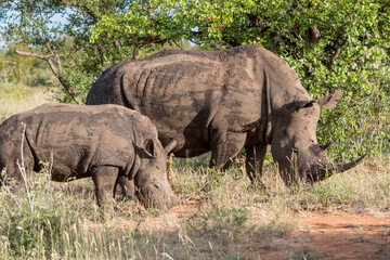 Fototapeta premium cub and female Rhino in shrubland at Kruger park, South Africa