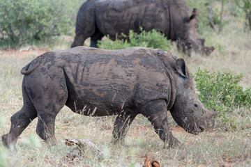 Fototapeta premium Rhino cub in shrubland at Kruger park, South Africa