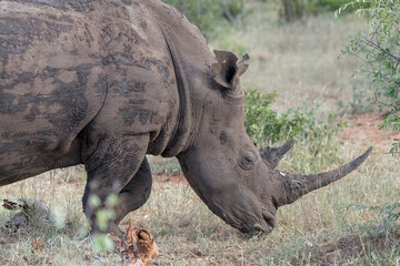 female Rhino muzzle and horn in shrubland at Kruger park, South Africa