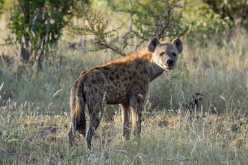 Naklejka na ściany i meble attentive hyena on grass, Kruger park, South Africa
