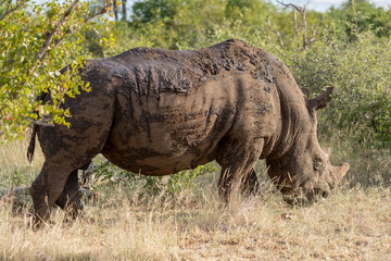 Fototapeta premium male Rhino in shrubland at Kruger park, South Africa