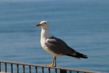 Una gaviota observa desde una barandilla con el mar de fondo