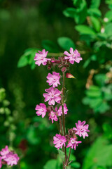 Beautiful delicate flower of the aquilegia (granny bonnet)