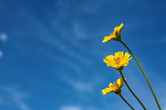 blue sky yellow flowar background