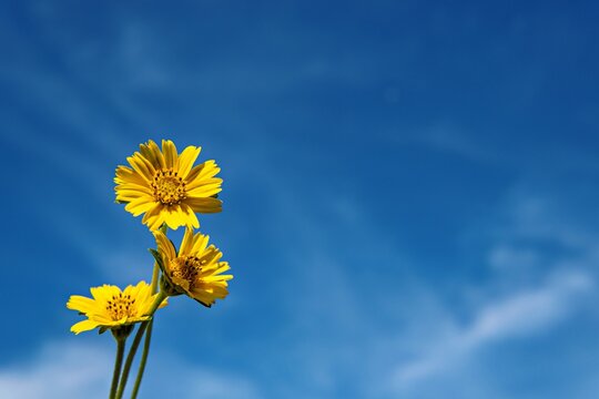 blue sky yellow flowar background