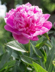 Obraz premium pink peony