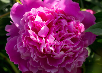 pink peony