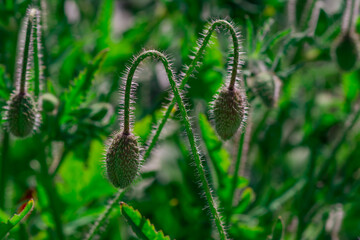 Blossom poppy flowers on the meadow