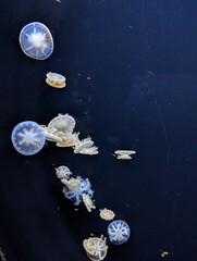 jellyfish 