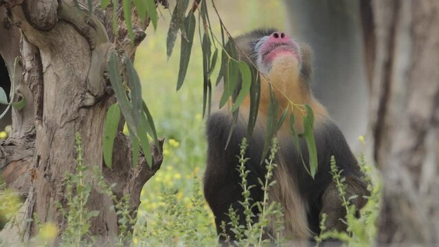Mandrill monkey outdoors in the animal park. Portugal, Badoca Safari park, 15.05.2023.