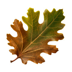 Fototapeta premium Pin oak leaf cutout isolated on transparent background, PNG image, Generative AI