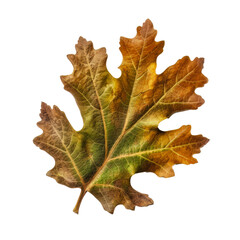 Fototapeta na wymiar Swamp white oak leaf cutout isolated on transparent background, PNG image, Generative AI