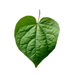 Sweet potato vine ipomoea batata leaf cutout isolated on transparent background, PNG, Generative AI