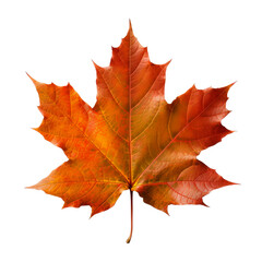 Sugar Maple leaf cutout isolated on transparent background, PNG, Generative AI