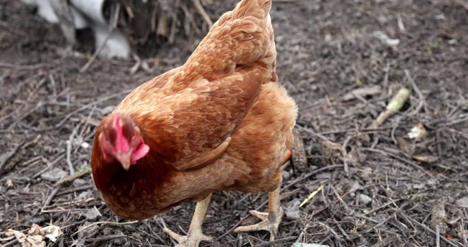 Brown hen crowling outdoor, gimbal shot
