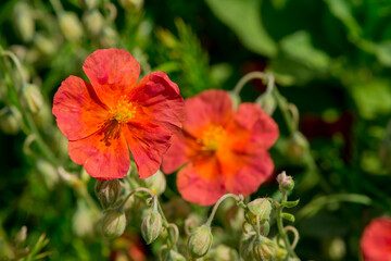 Blossom poppy flowers on the meadow