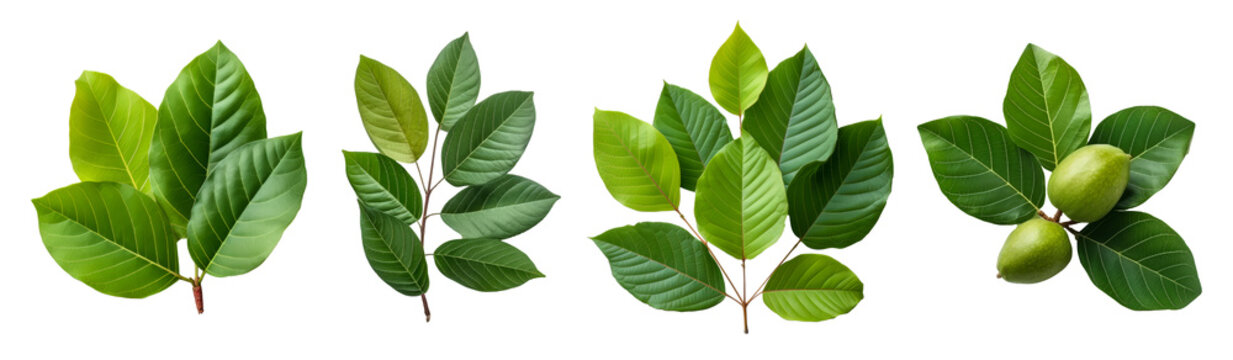 Collection of guava leaves cutout isolated on transparent background, PNG image, Generative AI