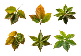Collection of American chestnut leaves cutout isolated on transparent background, PNG image, Generative AI