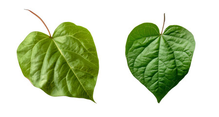 Collection of sweet potato leaves cutout isolated on transparent background, PNG image, Generative AI