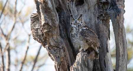 Great Horned Owl (Bubo virginianus): Master of Camouflage in Nature's Canopy.  Wildlife Photography. 