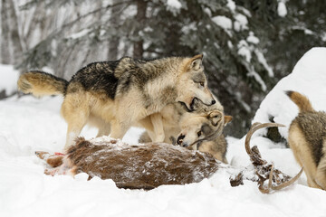 Wolf (Canis lupus) Bites at Packmate at White-Tail Deer Body Winter