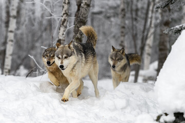 Wolf Pack (Canis lupus) Moves Forward Through Woods Winter