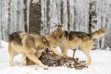 Wolf Pack (Canis lupus) Mingle at White-Tail Deer Body Winter