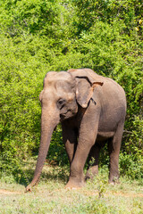 Fototapeta premium Ceylon elephant walking in Udawalawe National Park, Sri Lanka