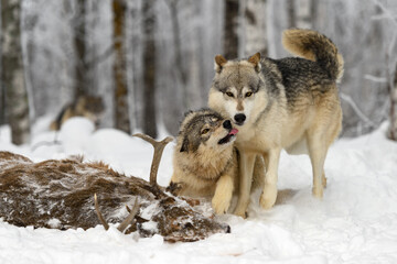 Wolf (Canis lupus) Licks Up at Face of Packmate at Deer Body Winter