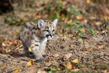 Cougar Kitten (Puma concolor) Paw Forward Steps Right Autumn