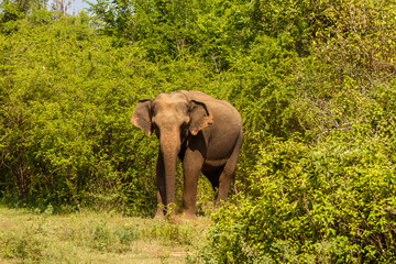 Fototapeta premium A male Ceylon elephant in Udawalawe National Park, Sri Lanka