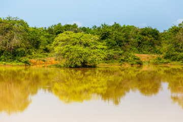 Fototapeta premium Trees reflecting reflections in a yellow lake in Udawalawe National Park, Sri Lanka