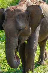 Close up of Ceylon Elephant in Udawalawe National Park, Sri Lanka
