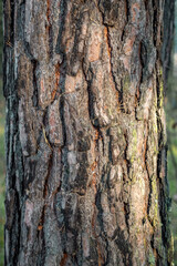 a ray of light falls on the texture of the pine trunk