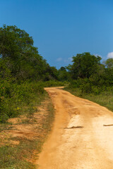 Fototapeta na wymiar Road through the Udawalawe national park in Sri Lanka