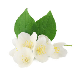 Jasmine flowers isolated on white background, top view