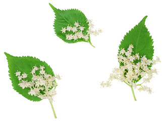 Elder berrie flowers isolated on white background
