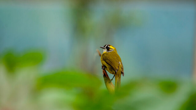 Yellow eyed bulbul Endemic bird of Sri Lanka