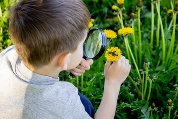the boy looks at the flower through a magnifying glass.