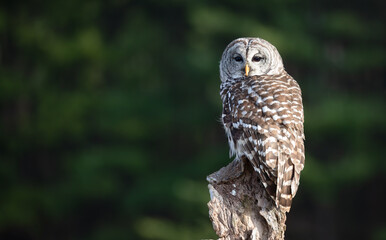 Barred Owl (Strix varia) Perched in Enchanting Woodland Setting.  Wildlife Photography.